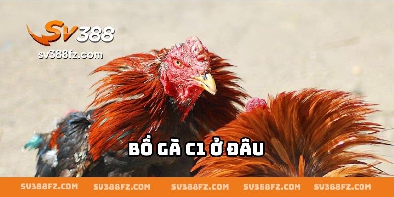 Bồ Gà C1 Ở Đâu