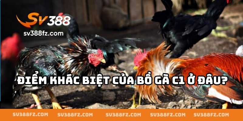 Điểm khác biệt của bồ gà C1 ở đâu?