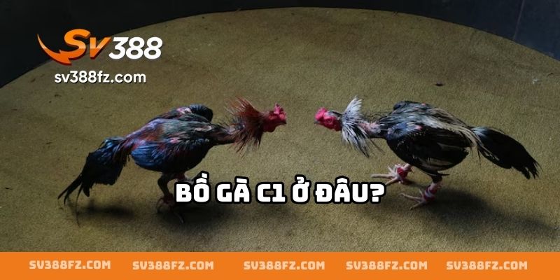 Bồ gà C1 ở đâu?