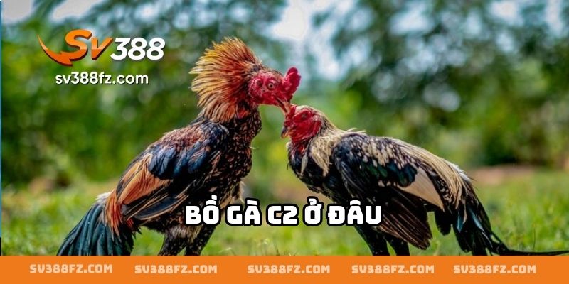 Bồ Gà C2 Ở Đâu