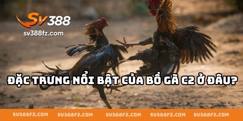 Đặc trưng nổi bật của bồ gà C2 ở đâu?