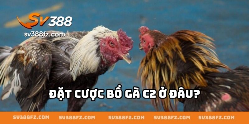Đặt cược bồ gà C2 ở đâu?