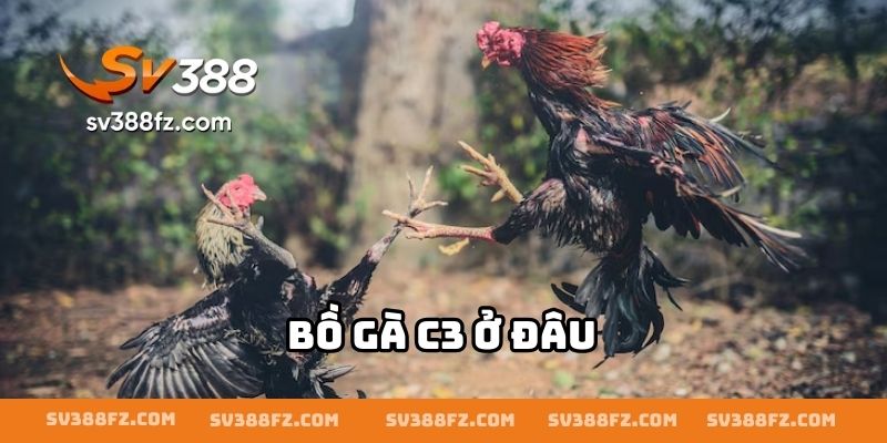 Bồ Gà C3 Ở Đâu