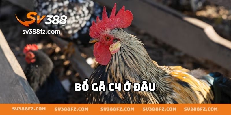 Bồ Gà C4 Ở Đâu