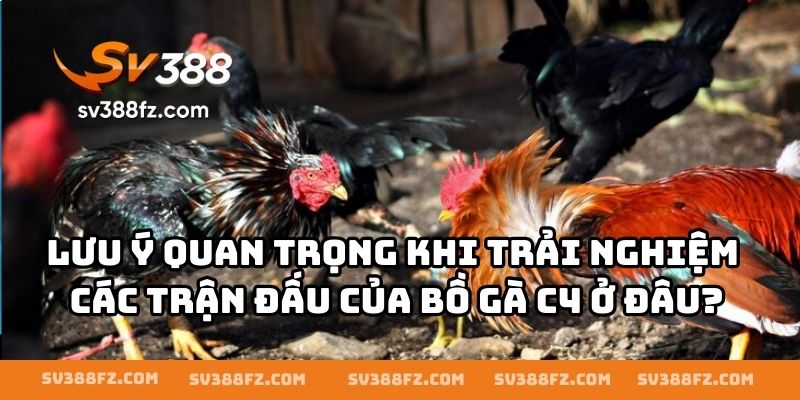 Lưu ý quan trọng khi trải nghiệm các trận đấu của bồ gà C4 ở đâu?