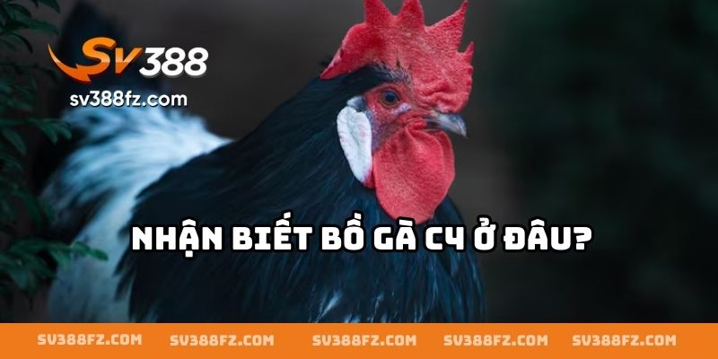 Nhận biết bồ gà C4 ở đâu?