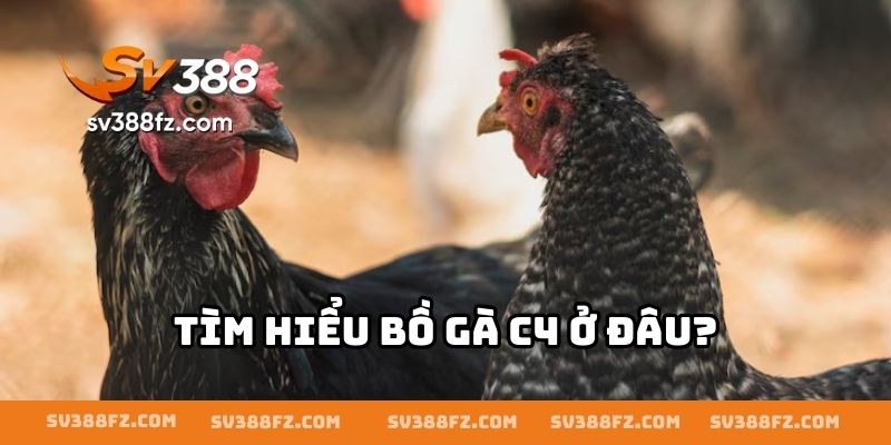 Tìm hiểu bồ gà C4 ở đâu?