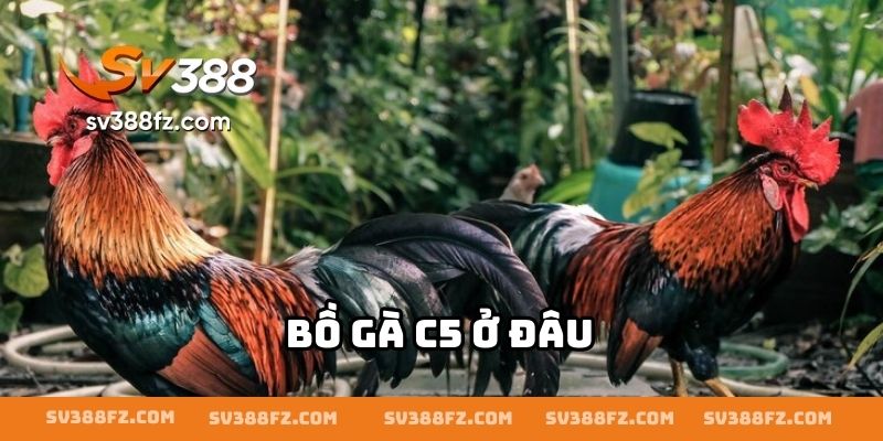 Bồ Gà C5 Ở Đâu