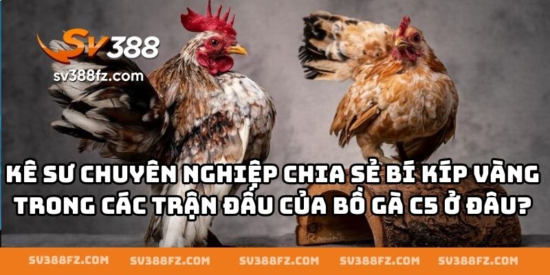 Kê sư chuyên nghiệp chia sẻ bí kíp vàng trong các trận đấu của bồ gà C5 ở đâu?