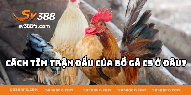 Cách tìm trận đấu của bồ gà C5 ở đâu?