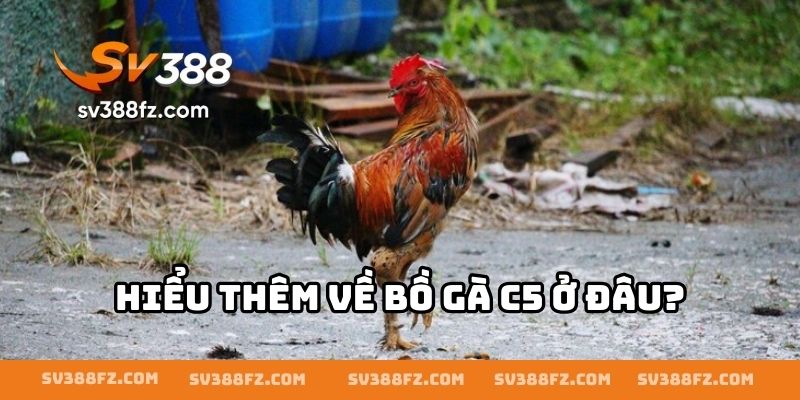 Hiểu thêm về bồ gà C5 ở đâu?