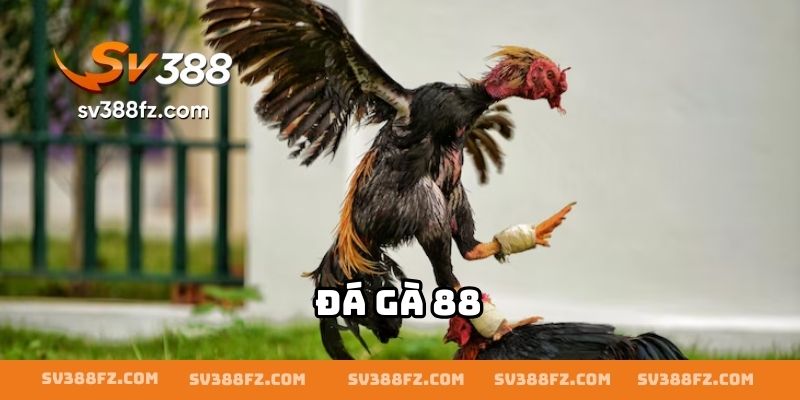 Đá Gà 88