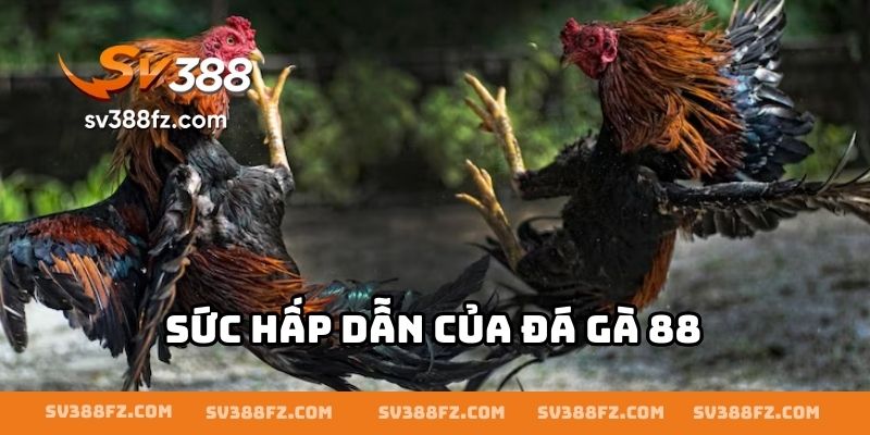 Sức hấp dẫn của đá gà 88