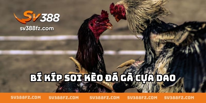 Bí kíp soi kèo đá gà cựa dao