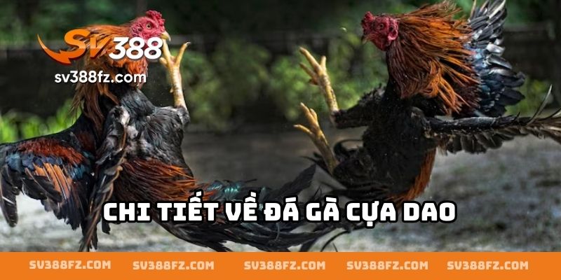 Chi tiết về đá gà cựa dao