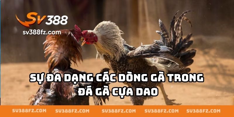 Sự đa dạng các dòng gà trong đá gà cựa dao