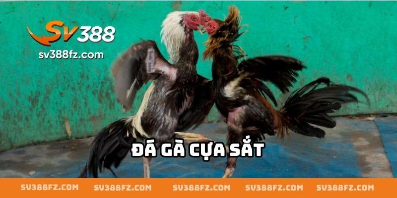 Đá Gà Cựa Sắt
