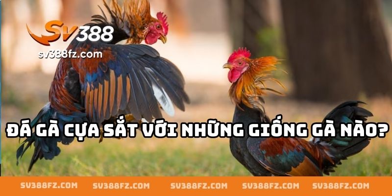 Đá gà cựa sắt với những giống gà nào?