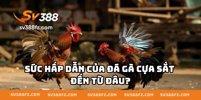 Sức hấp dẫn của đá gà cựa sắt đến từ đâu?