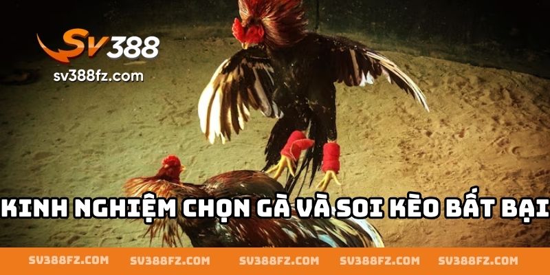 Kinh nghiệm chọn gà và soi kèo bất bại